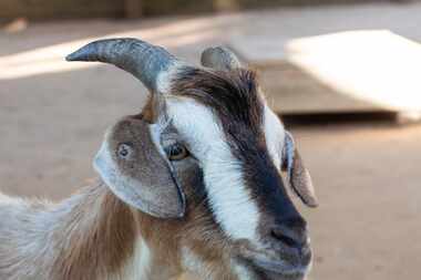The Dallas Zoo announced Tuesday that it welcomed four new Arapawa goats.
