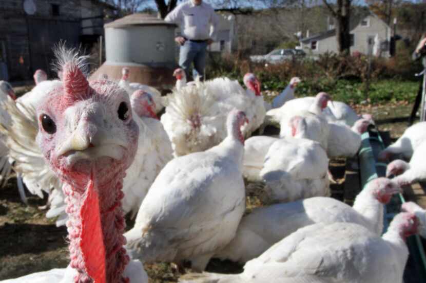 Turkeys on Joe Morette’s farm in Henniker, N.H., belly up to a trough and drink beer....