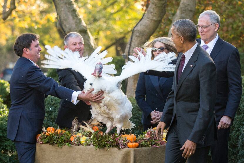 President Barack Obama reacts to Tot, the National Thanksgiving Turkey, during a pardoning...