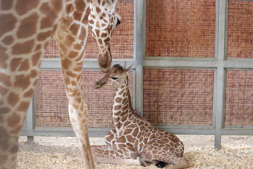 The Dallas Zoo's newest giraffe calf bonds in a behind-the-scenes enclosure with her mother,...