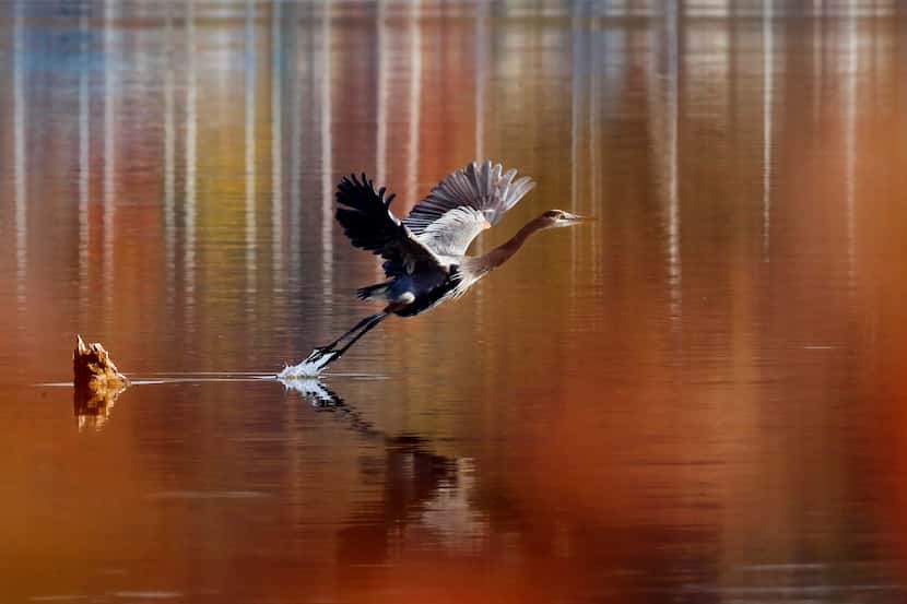 With fall color reflected in White Rock Lake, a large heron takes flight over the water in...