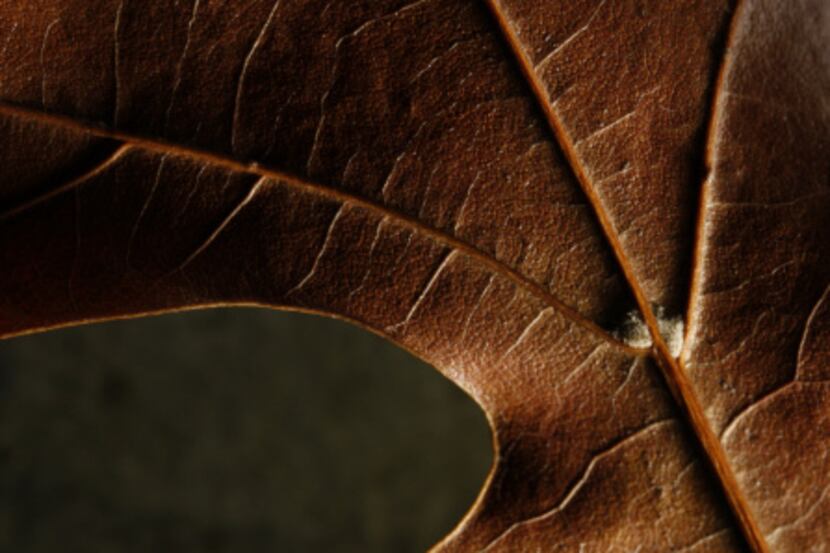Oak leaf, photographed November 25, 2013.