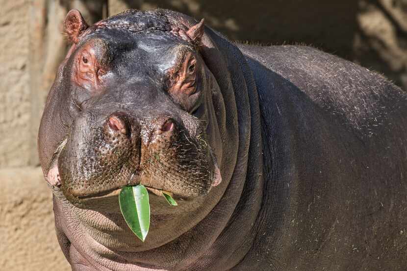 Adhama, a 6-year-old male hippo, enjoys a leafy meal at the Los Angeles Zoo.