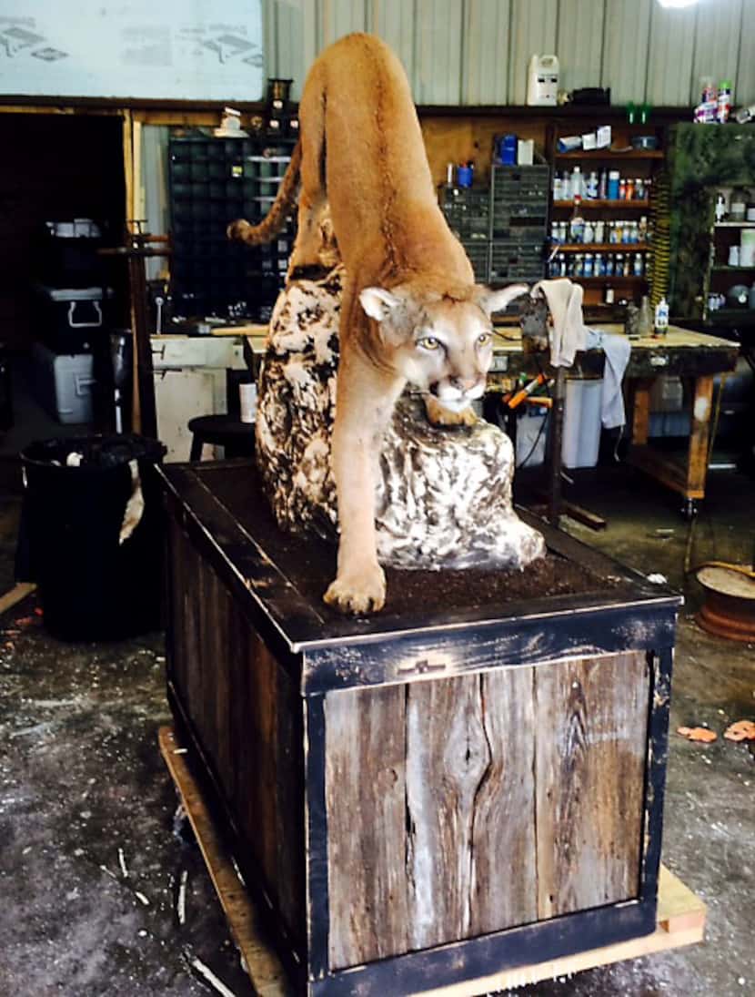 A taxidermist in Glen Rose mounted this mountain lion that Wesley Monk shot and killed in...