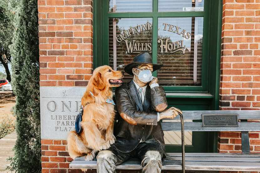 Instagram-famous Golden Retriever Harvey sits on the bench next to The Sidewalk Judge...