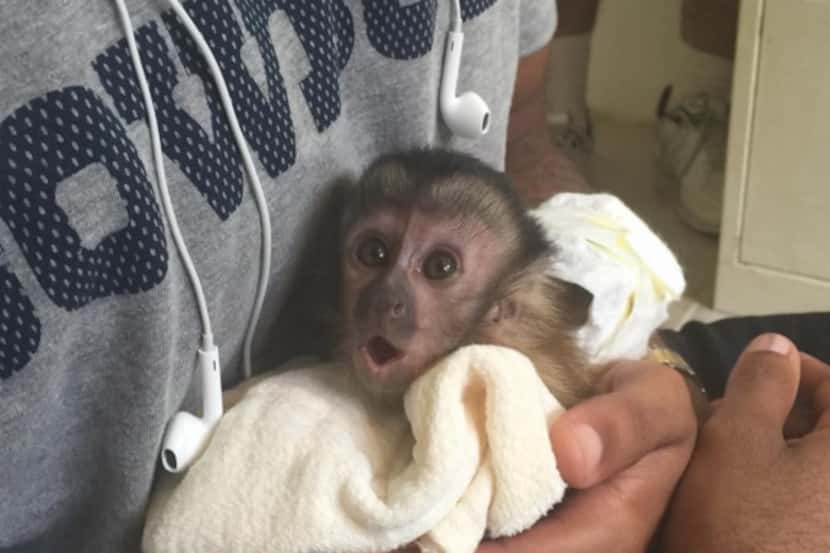 Dez Bryant's pet monkey, Dallas Bryant. Photo from Dez Bryant's Instagram  page.