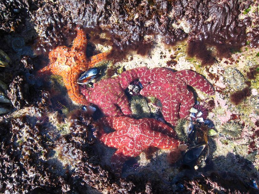 
Educators are on hand to answer questions about sea stars and other critters. 
