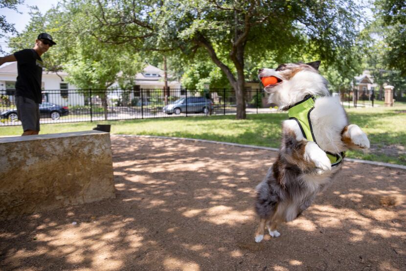 Tim Crane played ball with his dog, Cree, at Crockett Dog Park in Old East Dallas on...