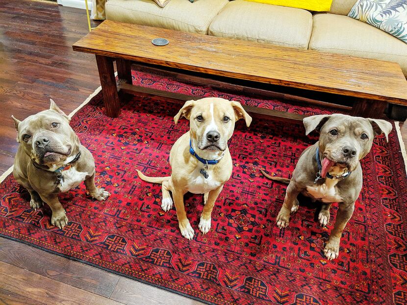 From left, Hippo, Wulo and Baboy, the three dogs that share Deborah Rodriguez's East Dallas...
