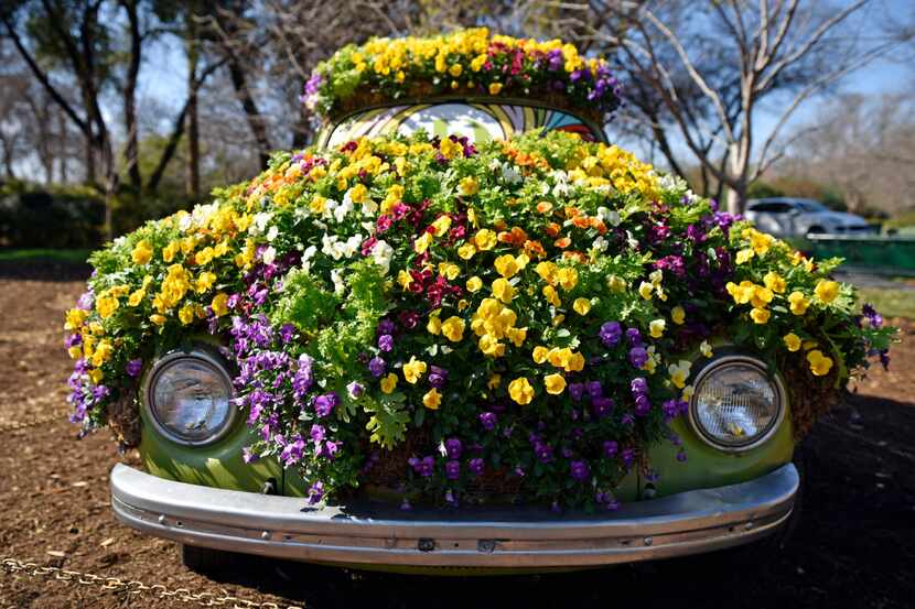 A Volkswagen Beetle was decked out in pansies, violas and other flowers last year at Dallas...