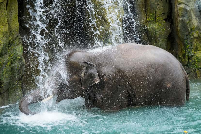 Bowie, an Asian elephants, waded into a waterfall during the grand opening of the Fort Worth...