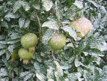 Surround WP, a kaolin clay product, creates a white particle film on foliage and fruit that...