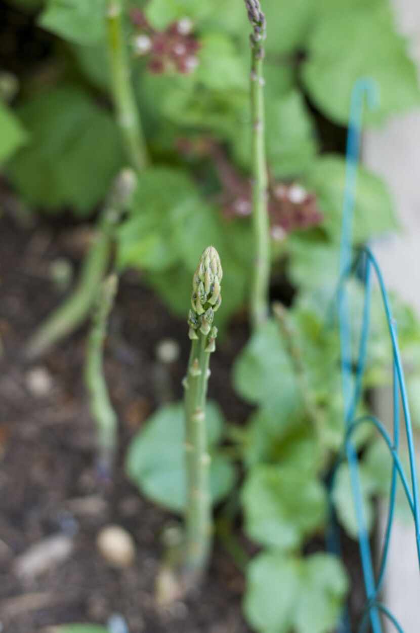 The Shears grow asparagus in their small back yard garden in Richardson.