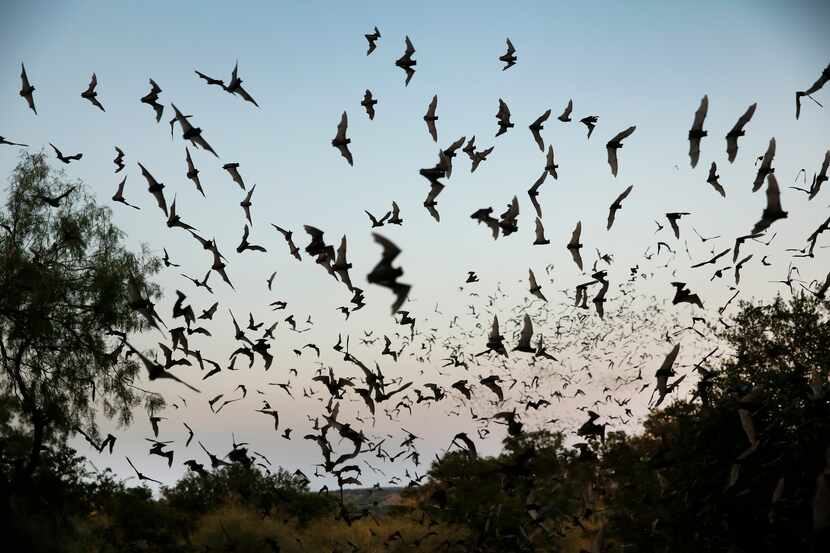 Millions of the Mexican free-tailed bats swirl higher as they make their nightly exit from...