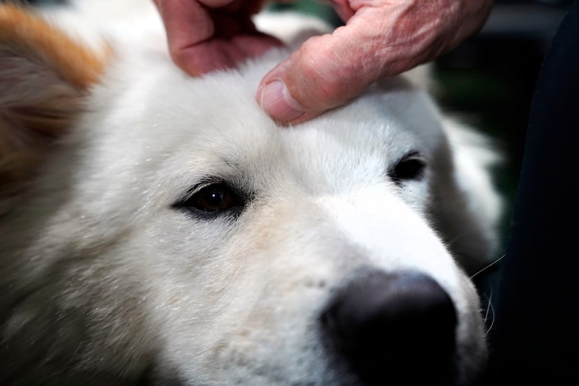 Steve Miller of the Steve Miller Band pets the family s dog, Louie, after eating dinner at...