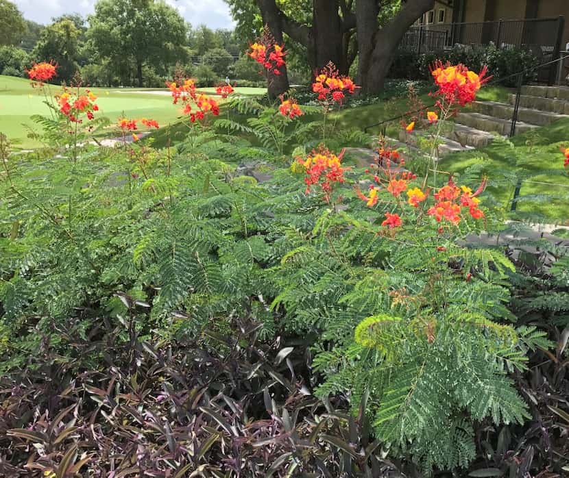 The pride of Barbados (Caesalpinia pulcherrima) is a great option for North Texas.