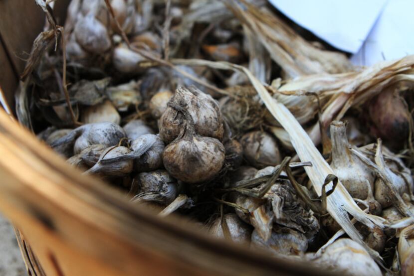 Garlic from Good Earth Organic Farms being sold at White Rock Local Market, on Sept. 07,...