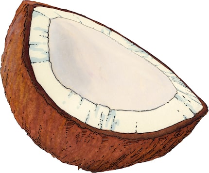 Coconut