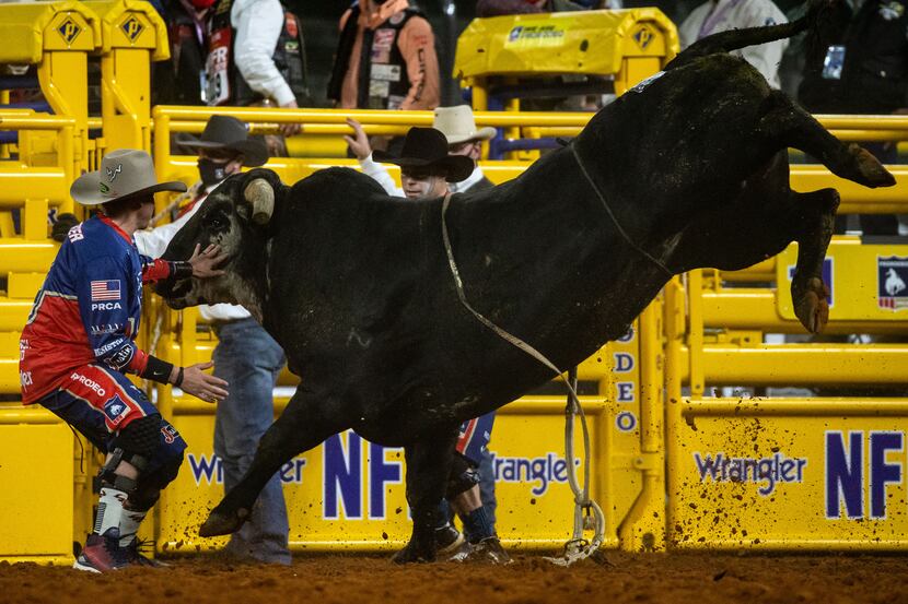 Bullfighter Cody Webster redirects Hot Axe the bull during the bull riding event on the...
