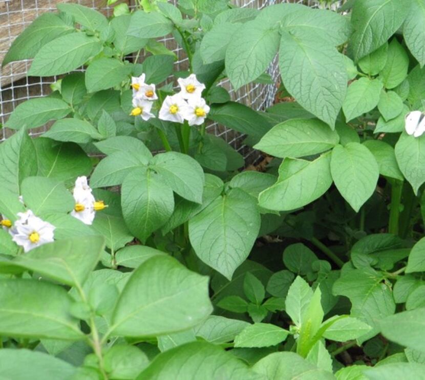 Vines and flowers of potatoes
