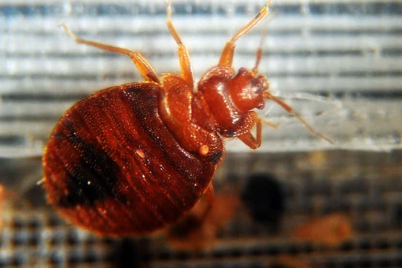 Bed bugs crawl around in a container this February 2, 2011 photo. Getty Images
