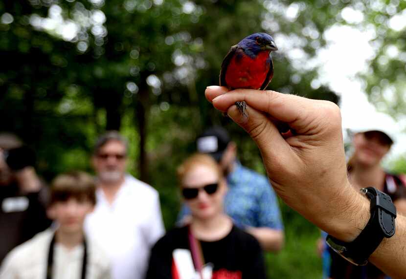 Visitors watch a bird-banding demonstration with a painted bunting at the Trinity River...