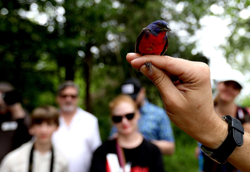 Visitors watch a bird-banding demonstration with a painted bunting at the Trinity River...