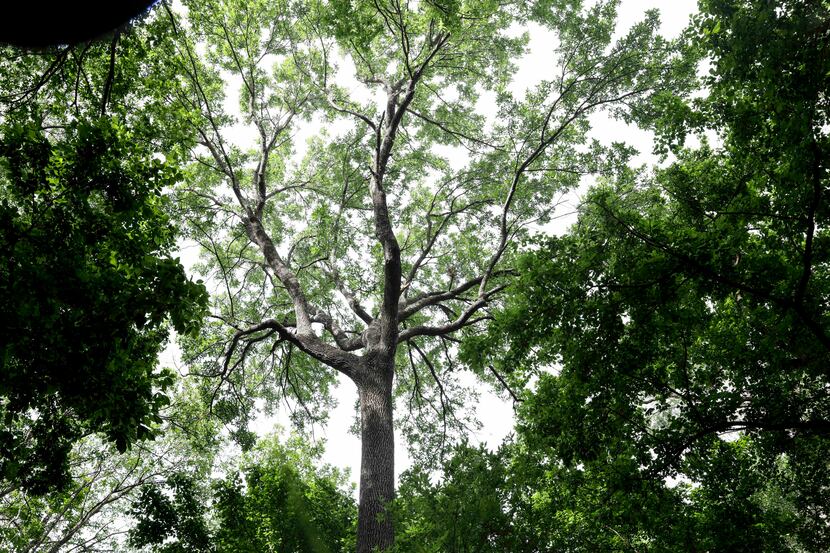 An ash tree grows on Wednesday, June 15, 2022, at Big Spring Preserve in Dallas, Texas. The...