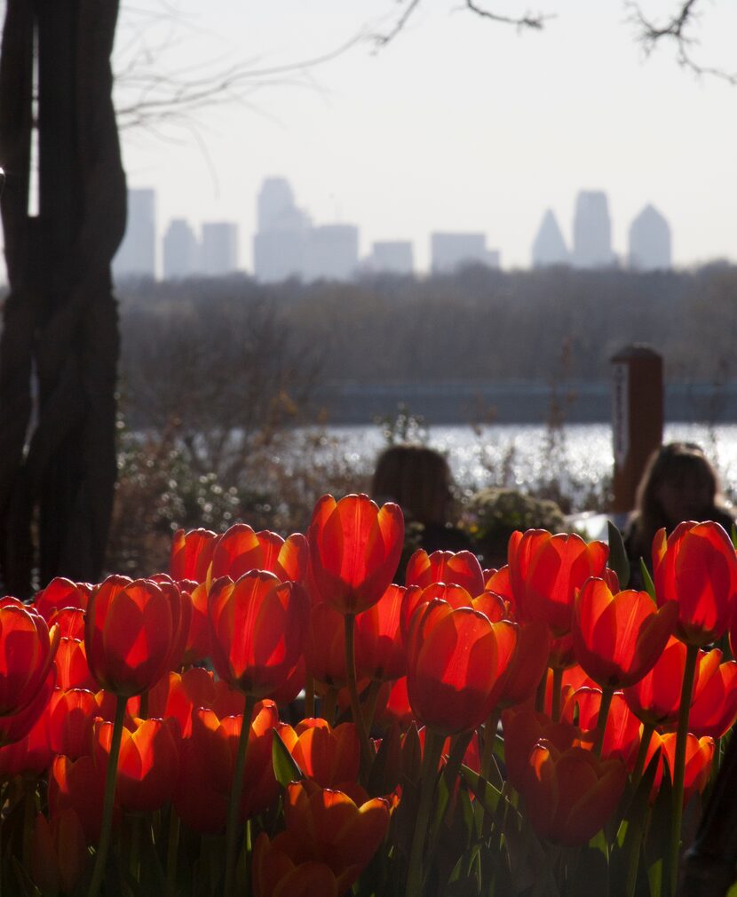 The view of Dallas from the Dallas Arboretum during Dallas Blooms 2014.