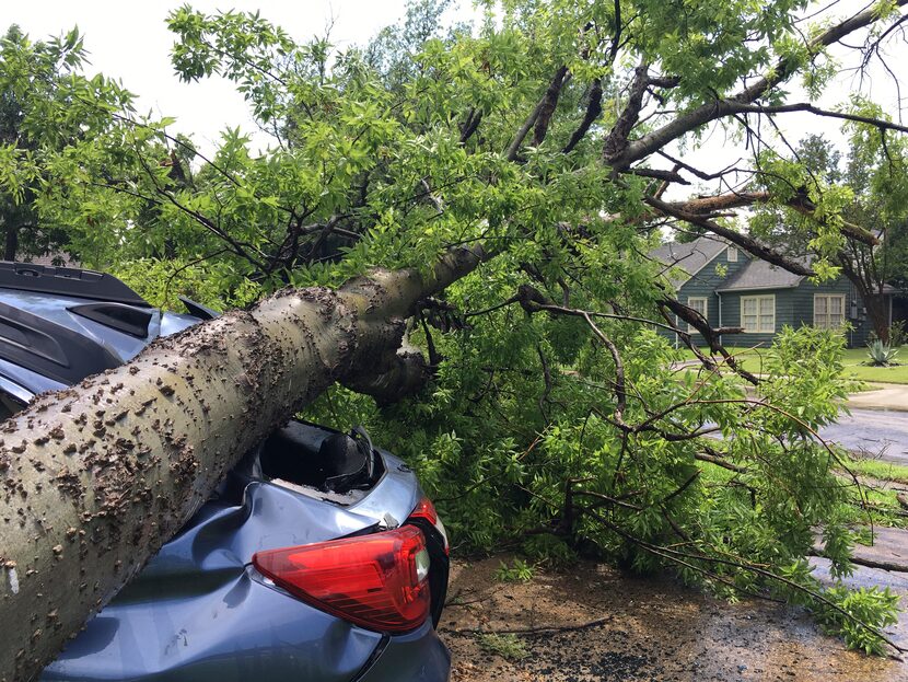 A tree from one property smashed a car in a neighbor's driveway when it fell in a severe...