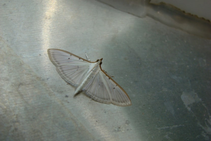 Four-spotted palpita moth