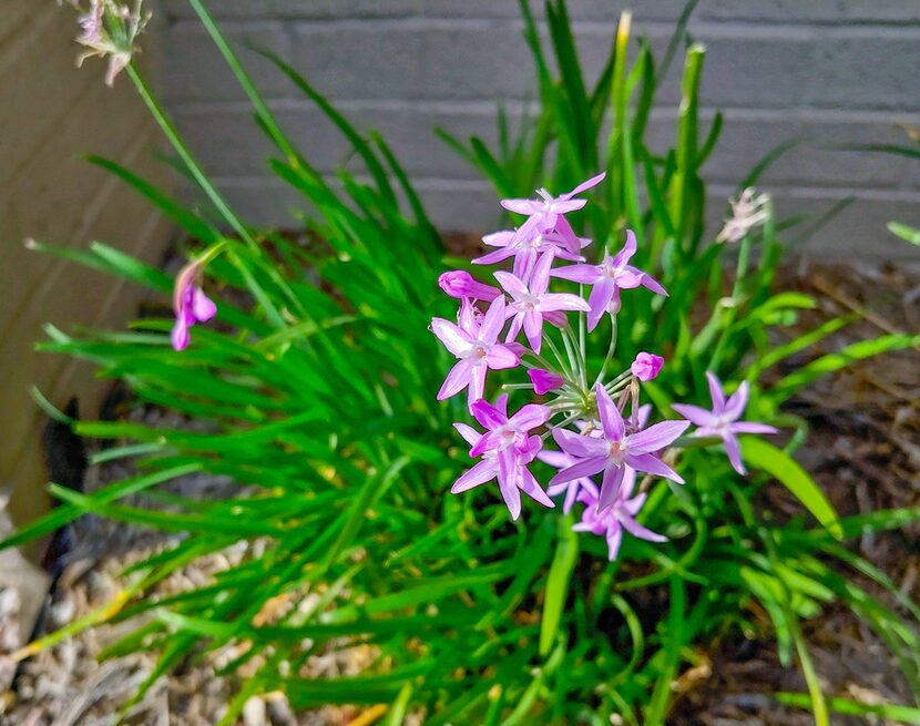 The charming flowers, stems and leaves of society garlic can be used similarly to onion or...