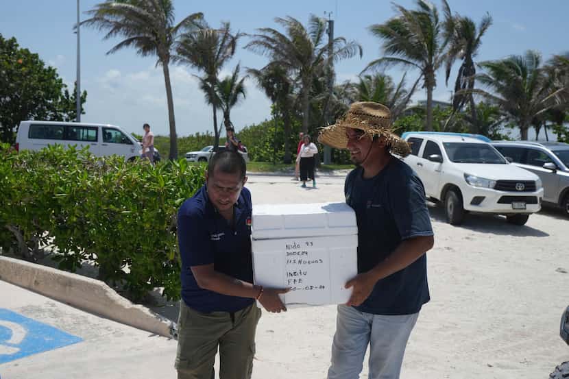 Funcionarios trasladan huevos de tortuga desde una playa para protegerlos de la llegada...