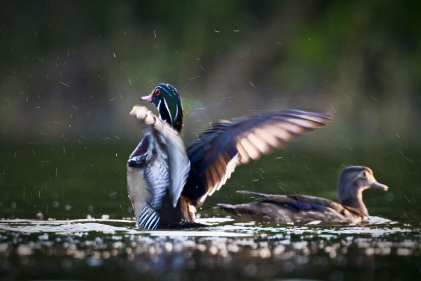 Wood duck photo'd at Joe Pool Lake. The area will be included in the Dogwood Canyon Audubon...