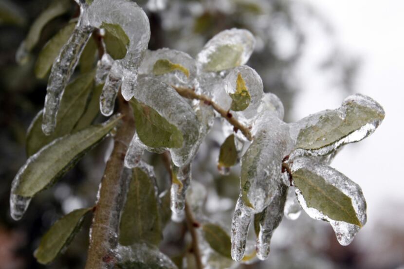 Leaves were coated with ice on a tree in Plano. Trees with a lot of foliage were defenseless...