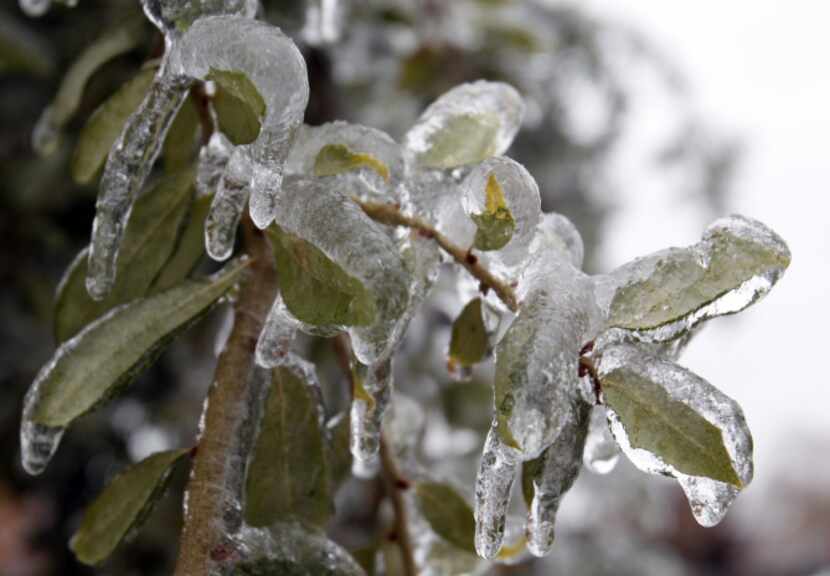Leaves were coated with ice on a tree in Plano. Trees with a lot of foliage were defenseless...