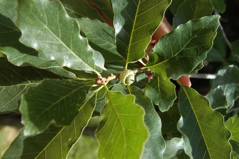 The chinquapin oak's acorns pose less of a cleanup problem than those of other oaks because...