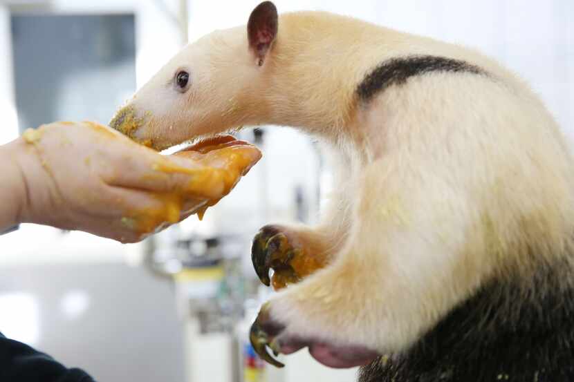 Erin Jackson, an animal outreach specialist, feeds Chispa, a tamandua (a type of lesser...