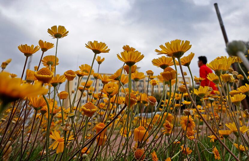 Flowers in the median on Young Street reach for the sun while dark clouds move out of the...