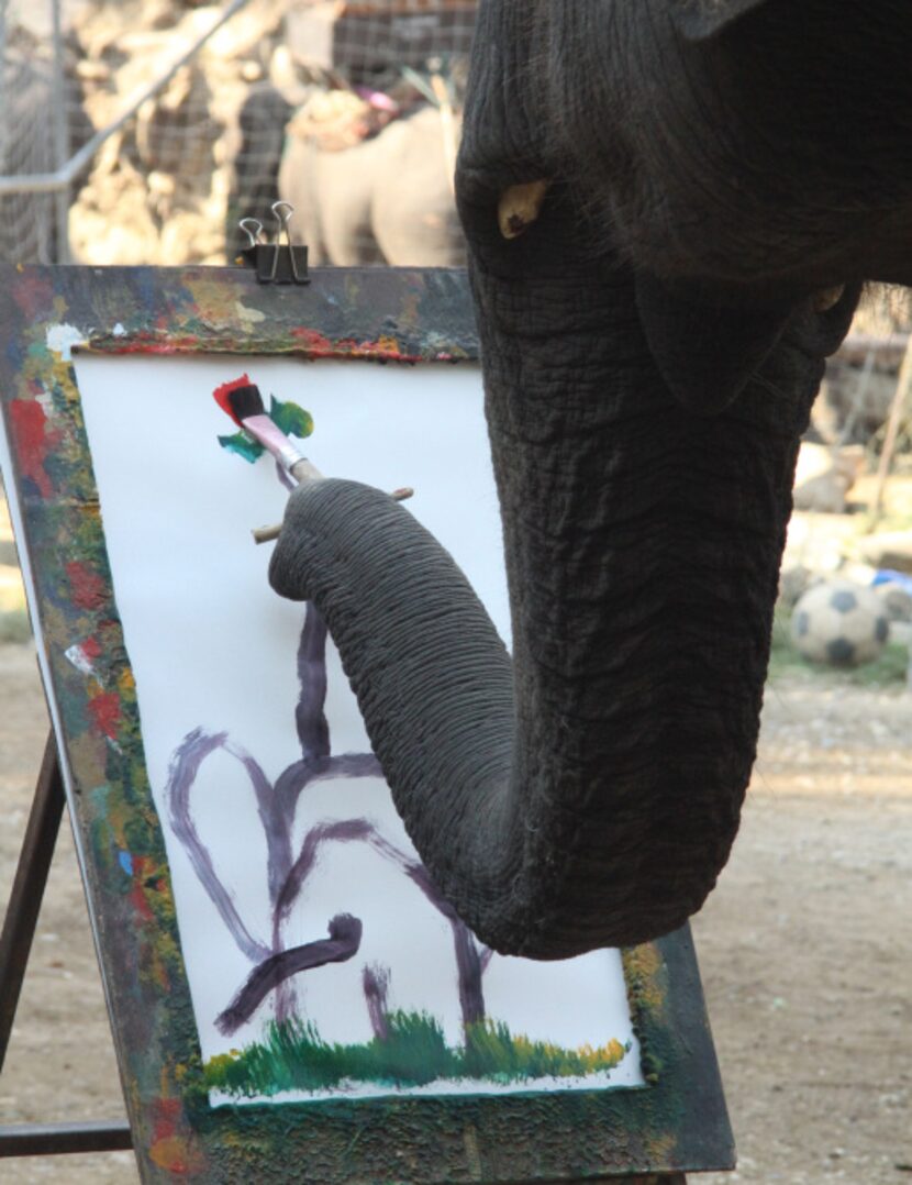 At the Maesa Elephant Camp in Chang Mai, Thailand, five elephants show off their artistic...