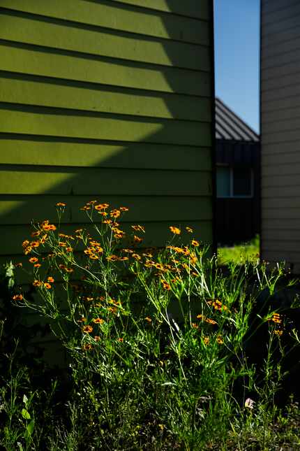 Wildflowers bloom at The Cottages at Hickory Crossing.
