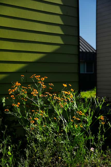Wildflowers bloom at The Cottages at Hickory Crossing.