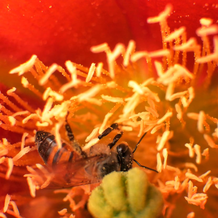 Pollen sticks to a bee in a cactus bloom.