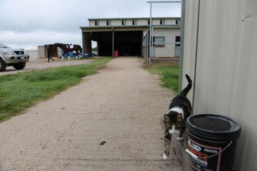 
A cat roams the grounds at Black Star Sport Horses in Rockwall, Texas on Aug. 1, 2014....