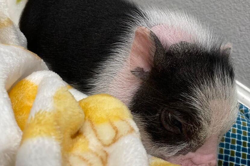Chopper, a miniature pig, went missing in Grand Prairie. The family is offering a reward of...