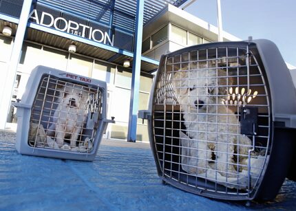  Dogs wait to be loaded into the van as the local group Trip 4 Paws prepares to transport...