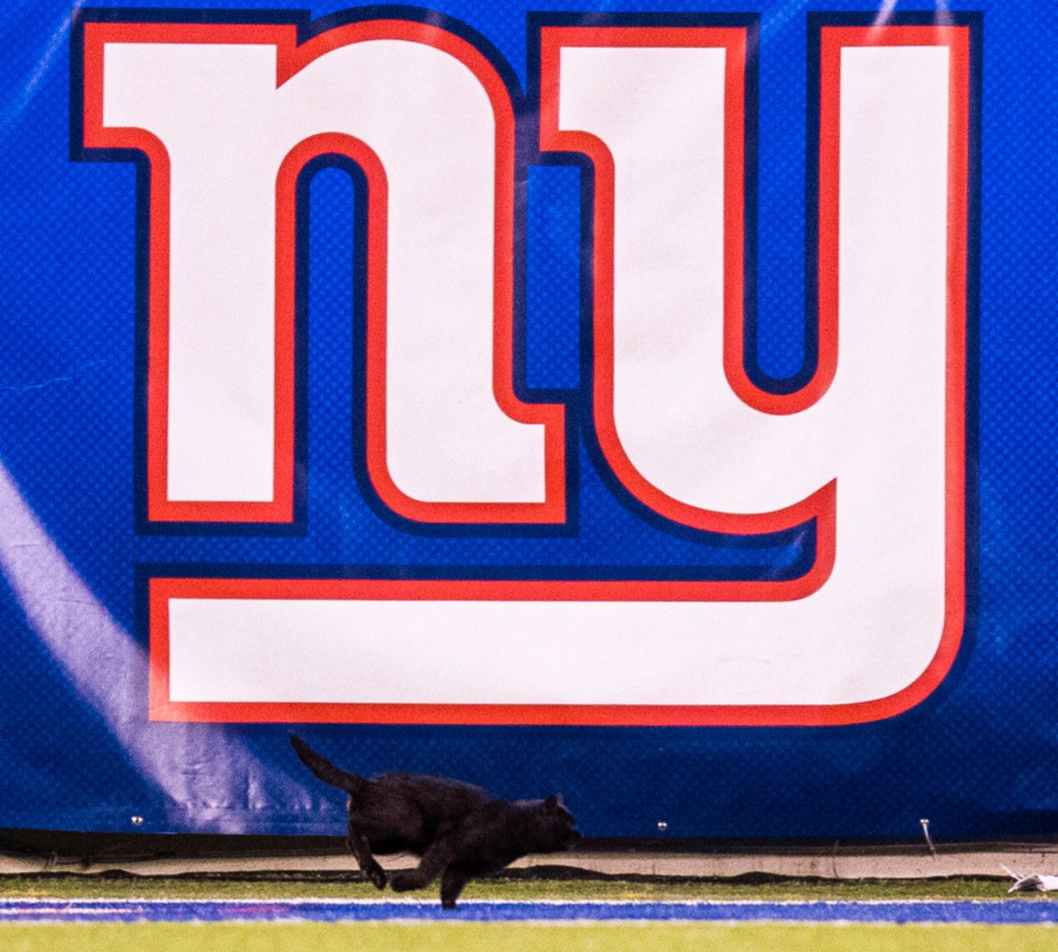 A black cat runs on the field during the second quarter of an NFL game between the Dallas...