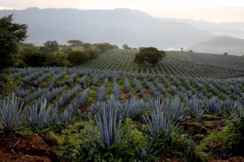 Blue agave fields with the Sierra Madre Occidental seen in the background on July 26 in San...