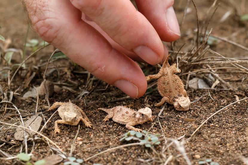 Baby horned lizards are released at Mason Mountain Wildlife Management Area in Mason on...