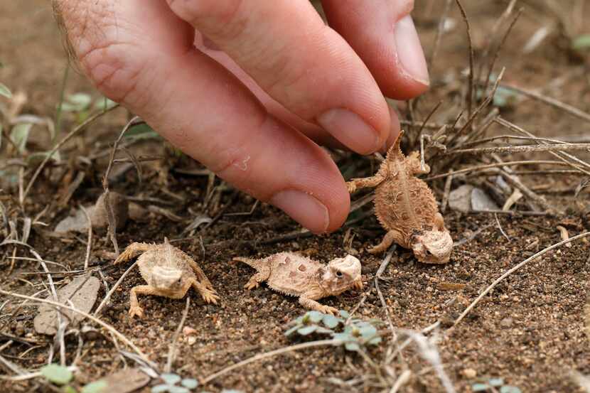 Baby horned lizards are released at Mason Mountain Wildlife Management Area in Mason, Texas...